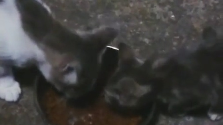 The Ultimate Cuteness Overload: Adorable Cat Bonds with Tiny Kitten in Heartwarming Video!