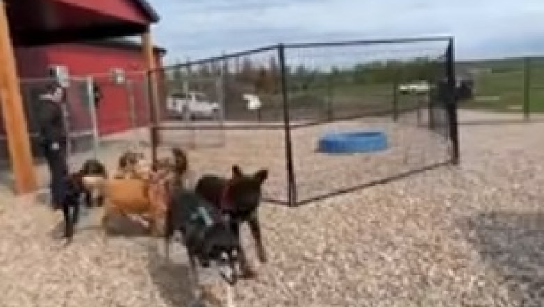 This Dog's Surprising Talent: Hilariously Sipping Water from a Tiny Cup!