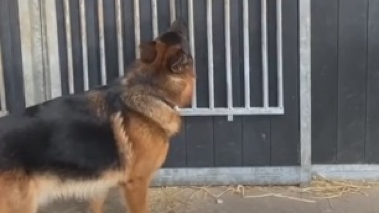 Tiny Dog with a Giant Personality Melts Hearts Everywhere!