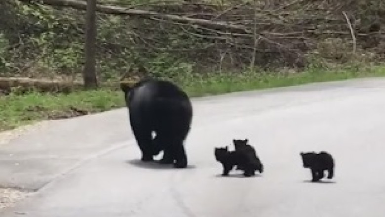 Un-BEAR-lievably Funny Mishap: Hilarious Moment as a Bear Accidentally Falls into the Zoo!