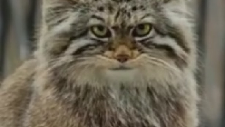 Unleash the Laughter! Watch This Wild Cat Turn Everyday Moments into Hilarious Adventures!