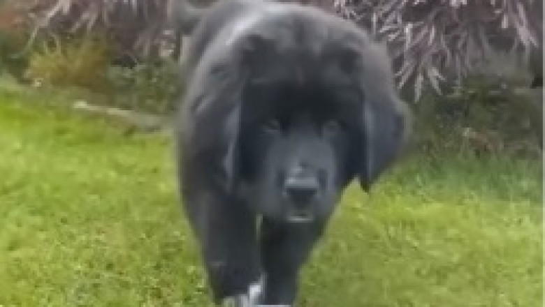 Unleash Your Laughter: The Most Gorgeous Dog You've Ever Seen Will Brighten Your Day!