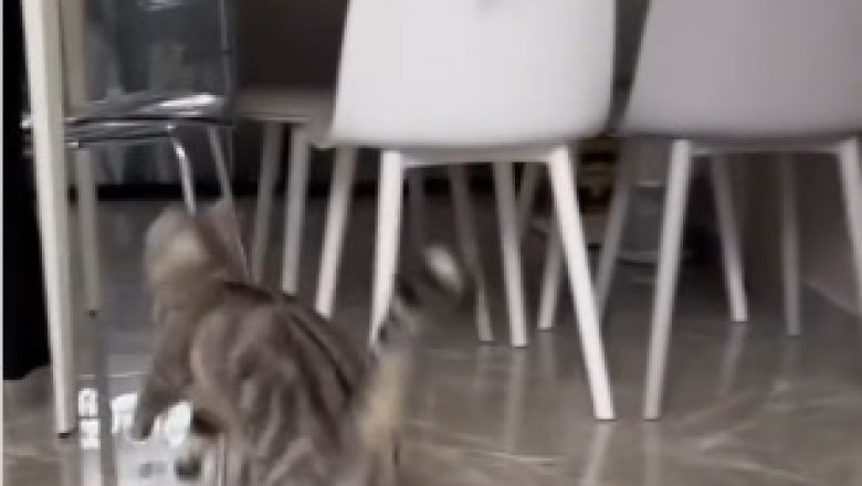 Watch as this Hilarious Cat Takes 'Catnapping' to a Whole New Level - Sleeping Standing Up!