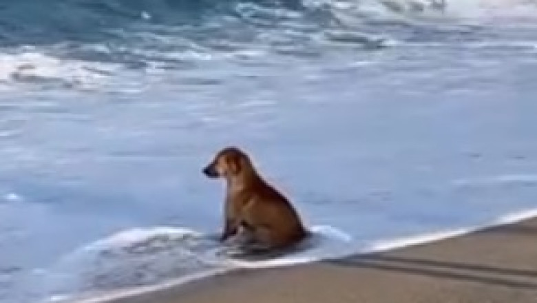 Watch Dog's Hilarious Quest for Food Will Leave You in Splits!
