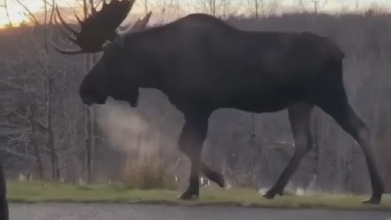 Watch Hilariously Awkward Moose Tango - Nature's Comedy at Its Finest!