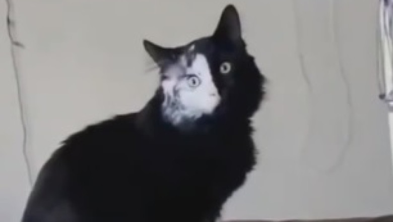 Watch the Adorable Shenanigans of This Beautiful Small Cat! (You Won't Stop Smiling!)