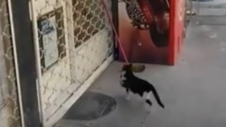 When Perfection Meets Cattitude: Hilarious Antics of a Gorgeous Cat that Will Leave You ROFL!
