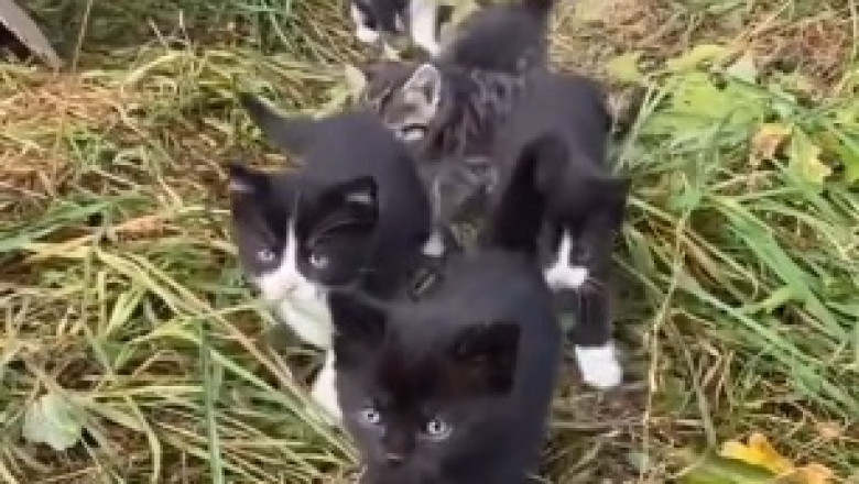 Adorable Chaos Unleashed: Watch This Hilarious Kitten Bring the Laughs!