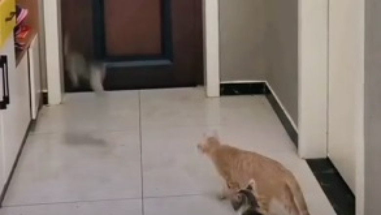 Cat-astrophic Comedian! This Hilarious Talking Cat Will Leave You in Pawsitive Stitches!