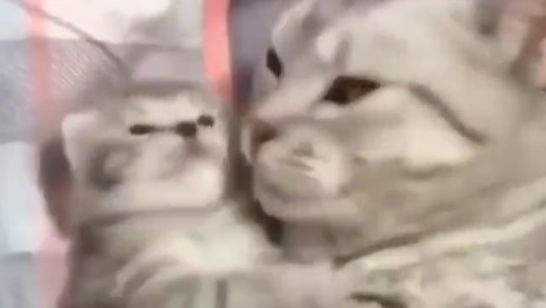 Caught Red-Pawed! Naughty Cat's Shenanigans Will Leave You in Stitches!