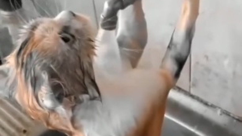 Chilly Cat Chronicles: Hilarious Compilation of a Cat's Struggle with Cold Water!