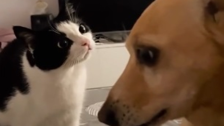 Escape Mission: Cat vs. Gang of Tiny Dogs - A Laugh-Out-Loud Showdown!