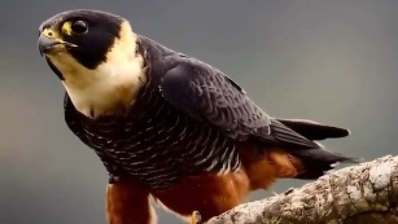 Feathered Fun Galore: Behold the Whimsical Antics of a Beautiful Bird!