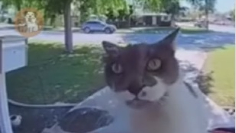 Funniest Pets Ever! Get Ready to Laugh With These Adorably Silly Animals!