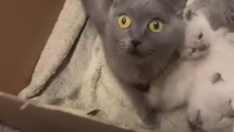 he Sweetest Thing You'll See Today: A Cat and His Kitten Cuddles