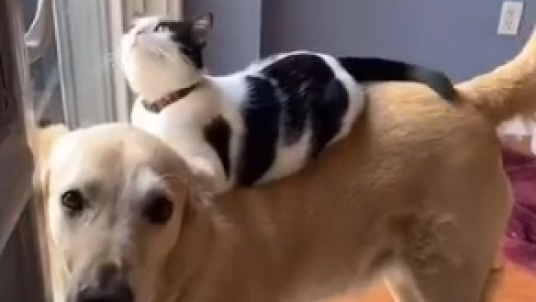 Hilarious Cat vs. Dog Showdown: Watch This Fearless Feline Give a "Meow-nificent" Smackdown!