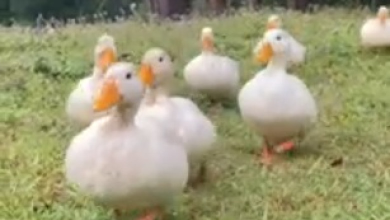 Hilarious Encounter: The Goose Takes Over the Farm and Has Everyone in Stitches!
