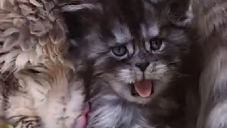 Hilarious Felines Gone Wild: Watch These Funny Cats Take Over the Internet!