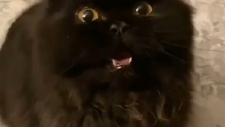 Hilarious Hijinks: Funny Pets Caught in the Act!