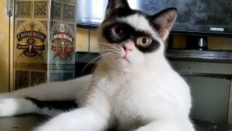 Hilarious Video of Kitten Defying Gravity by Climbing Walls!