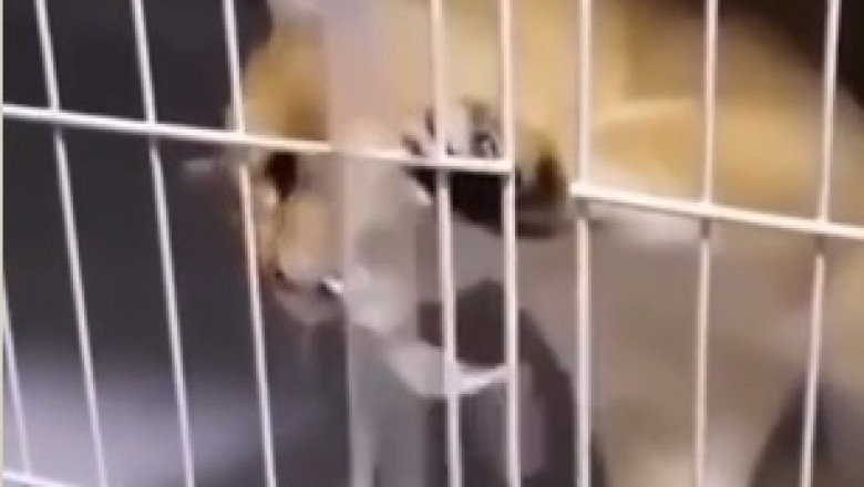 Hilariously Adorable: Meet the Lovably Goofy Cat That Will Melt Your Heart!