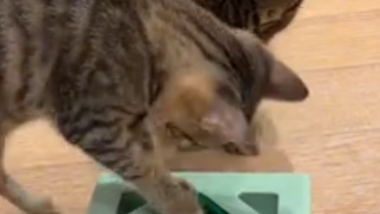 Hilarity Ensues: Watch This Mischievous Kitten's Table Manners Go Out the Window!