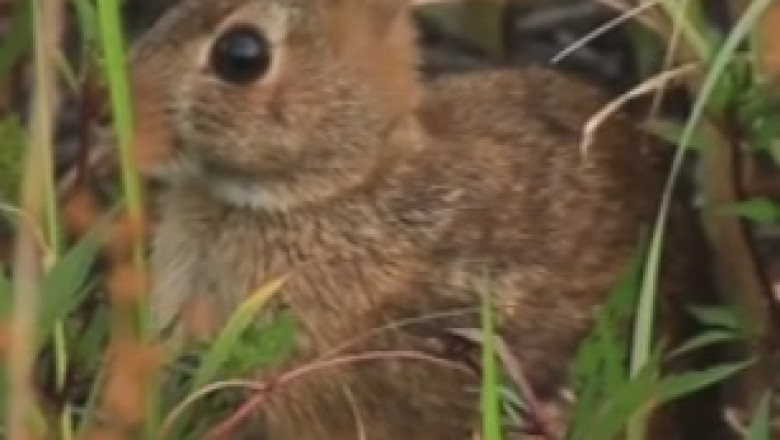 Hop-tastic Hilarity: Hilarious Rabbit Takes Over the Internet with Its Unbelievable Antics!
