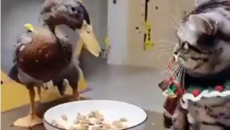 Meticulous Mealtimes: Watch Hilarious Cat Turn into a Professional Table Cleaner!