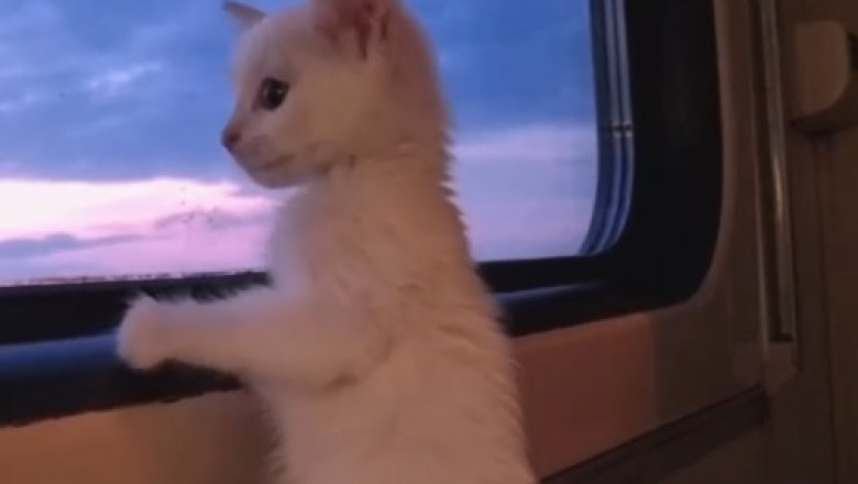 Oh No! Kitten Takes On Rope In Hilariously Entangled Adventure!