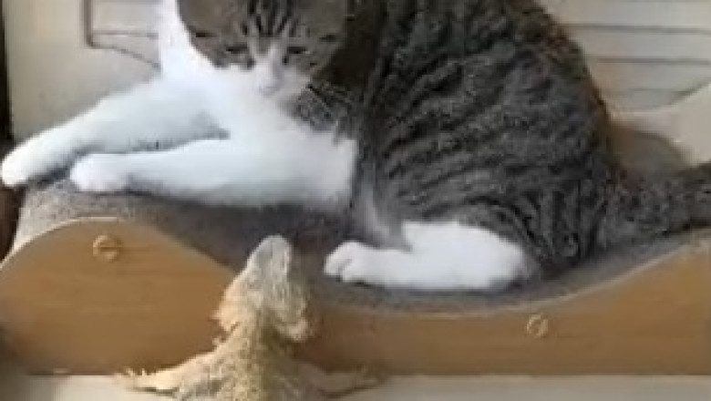 OMG! Watch These Genius Planning Cats Chart Their Way to Hilarity!