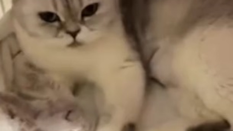 Prepare to Be Overwhelmed by Cuteness: The Most Beautiful Kitten You've Ever Seen!