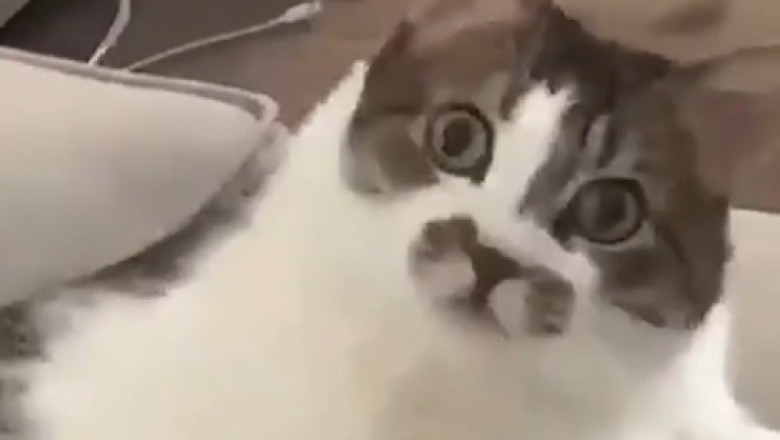 Purr-fectly Hilarious: Meet the Good Cat with a Mischievous Twist!