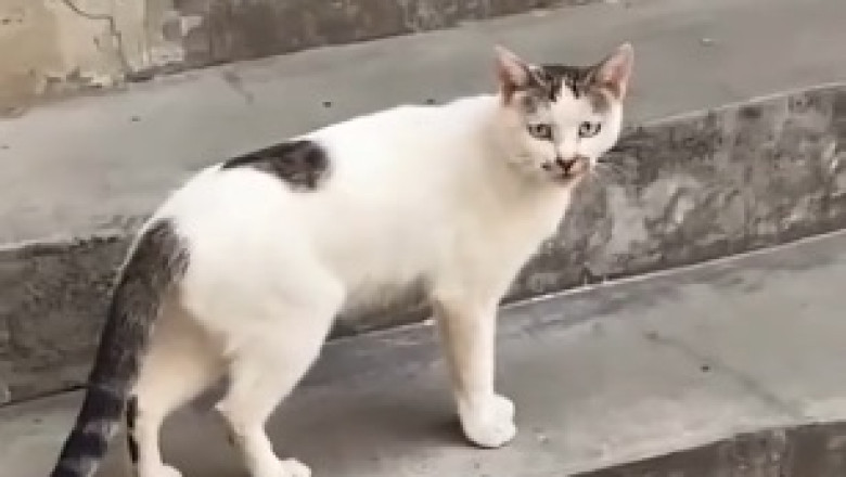 Purrfect Athlete Alert! Sports Cat Sets a New Standard for Feline Olympics!