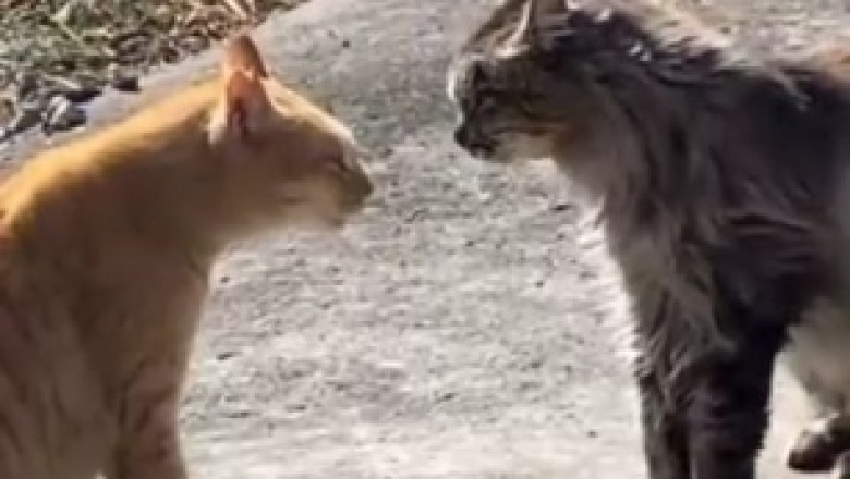 Purrfectly Surprising Conversations: When a Cat Speaks, Hilarity Ensues