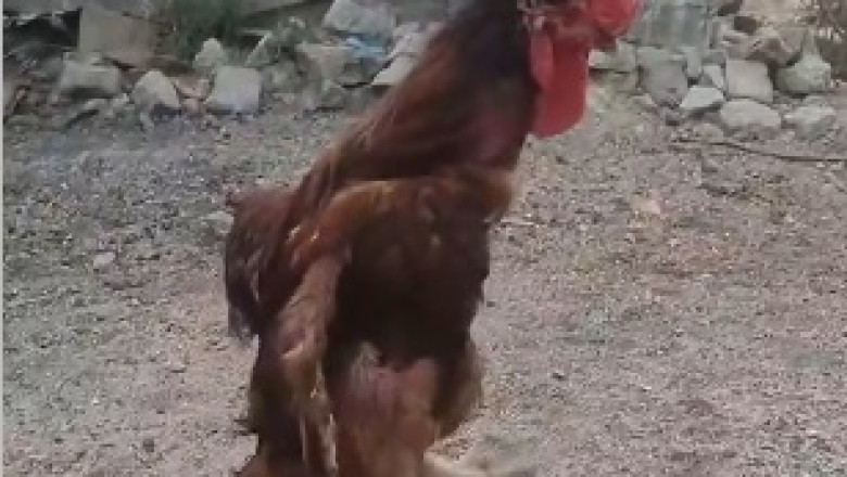 Ridiculous Rooster Roams the Roost: Unexpectedly Hilarious Crowing Antics