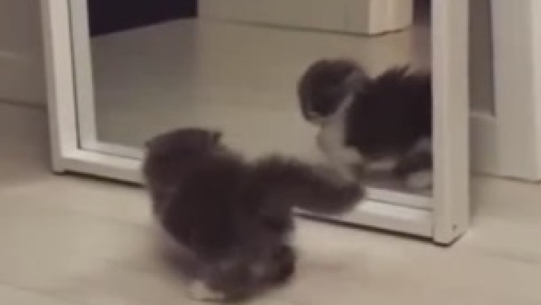 ROFL Alert: Adorable Kitten Takes an Epic Tumble, Sending Internet into Fits of Laughter!