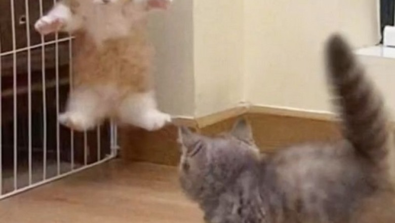 Tail-Tickling Shenanigans: Hilarious Kitten Discovers the Endless Entertainment of Her Own Tail!