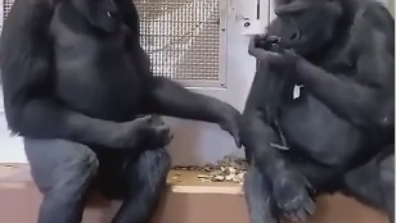 The Groovy Gorilla: Watch This Hilarious Dance-Off with Moves That Will Leave You in Stitches!