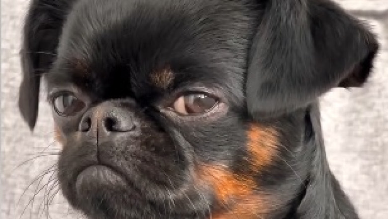 The Groovy Woofers: Watch This Hilarious Dog's Impromptu Dance Moves!