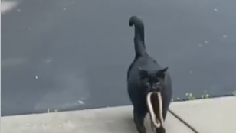 The High-jinks Begin: Hilarious Cat Discovers a Stash of Marijuana Leaves!