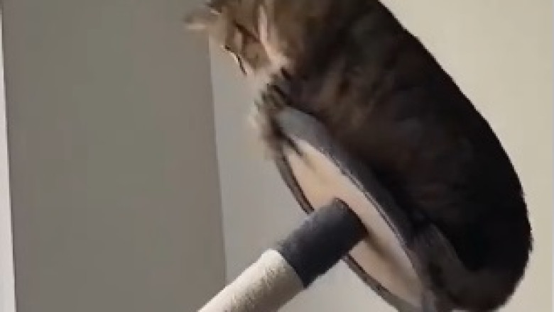 The Purrfectly Hilarious Antics of Great Cats: Prepare to Roar with Laughter!