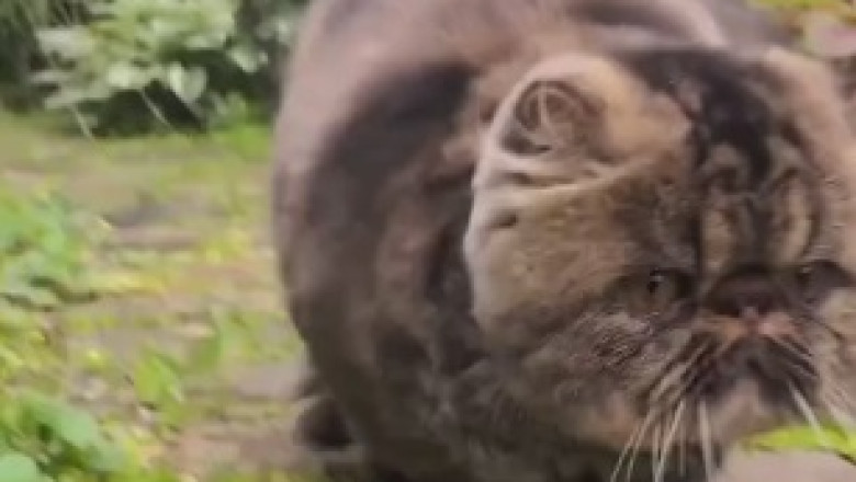This Cat Takes 'Catnapping' to a Whole New Level – Prepare to be Amazed!