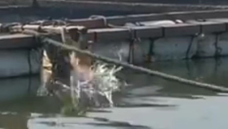 Unbelievable! Fearless Cat Takes a Hilarious Dip in the Pool!