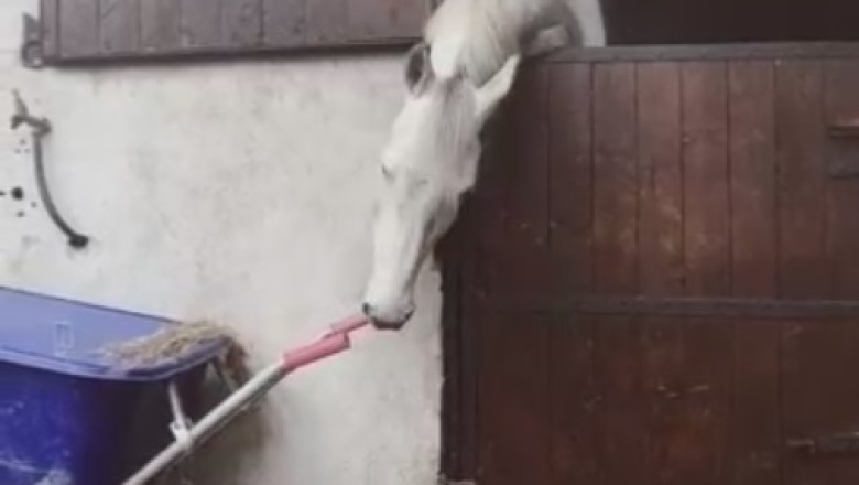 Unbelievable! Horse with a Winning Smile Puts on a Hilarious Show!