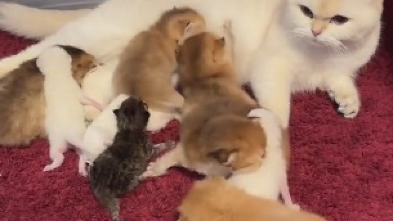 Unlikely Friends: Watch a Big Cat's Hilarious Attempt at Nursing Tiny Kittens!