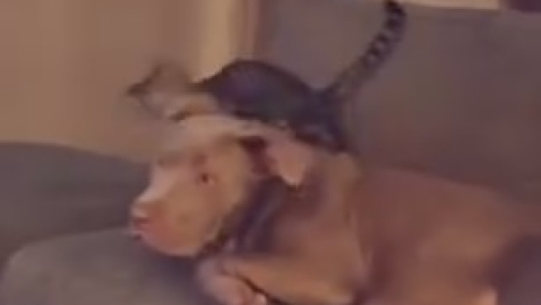 Watch Out! This Angry Dog Takes Hilarious Comedic Fury to the Next Level!