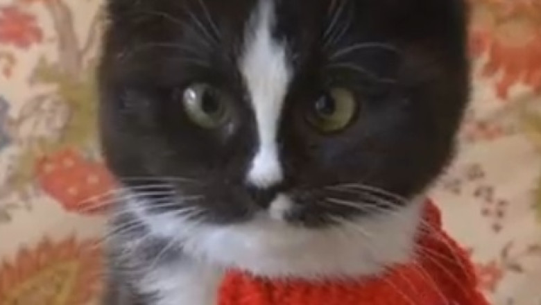 When a Cat Tries to Cook Corn: A Hilariously Purrplexing Culinary Caper!