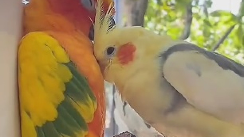 Whimsical Beauty Unleashed: Delightful Birds That Will Leave You in Awe!