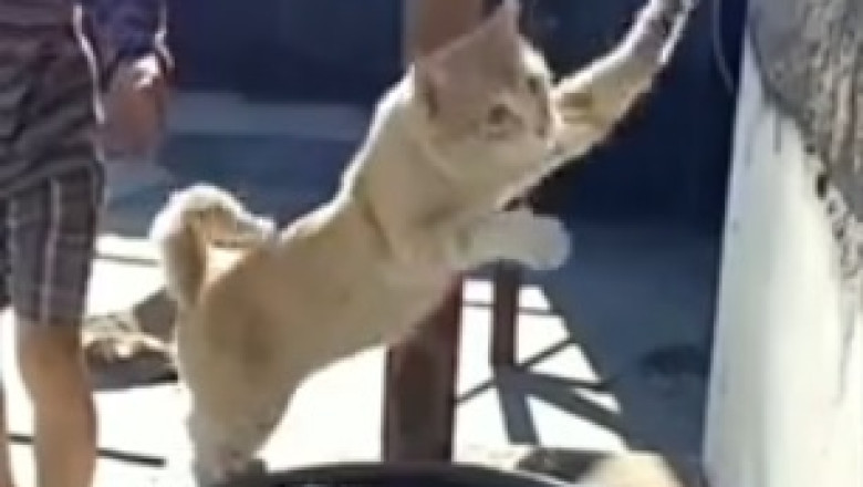 You Won't Believe Where This Cat Finds the Perfect Spot to Catch Some Zzzs!