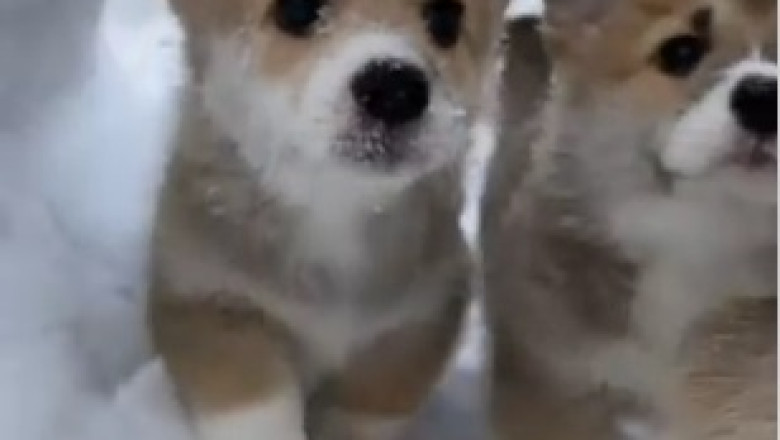 Pocket-Sized Pup Hilarity: Tiny Dog, Big Laughs!
